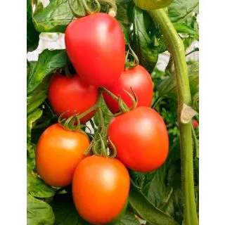Compra TOMATE ALCARAZ F-1 (1000 Semillas). en la tienda online Fito Agrícola