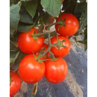 Compra TOMATE ALTEDO F1 OR® Pildorado (5.000 Semillas). en la tienda online Fito Agrícola