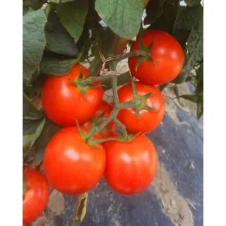 Compra TOMATE ALTEDO F1 OR® Pildorado (5.000 Semillas). en la tienda online Fito Agrícola