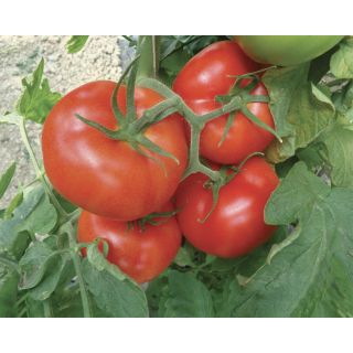 Compra TOMATE AMBRA F1 (1.000 Semillas). en la tienda online Fito Agrícola