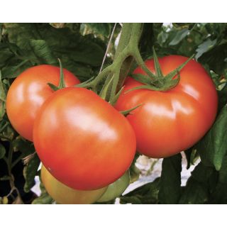 Compra TOMATE ARDORE F1 Pildorado (5.000 Semillas). en la tienda online Fito Agrícola