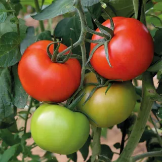Compra TOMATE ATRIUM F1 (1.000 Semillas). en la tienda online Fito Agrícola
