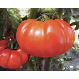 Compra TOMATE BEEFSTEAK (1.000 Semillas). en la tienda online Fito Agrícola