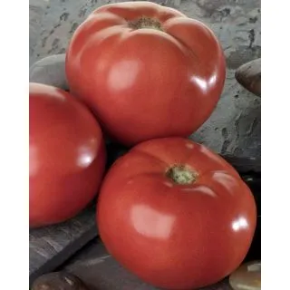 Compra TOMATE BELLAROSA F1 (1.000 Semillas). en la tienda online Fito Agrícola
