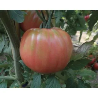 Compra TOMATE BELLMONTE (1.000 Semillas). en la tienda online Fito Agrícola