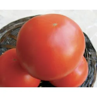 Compra TOMATE BEROSSO F1 Pildorado (5.000 Semillas). en la tienda online Fito Agrícola
