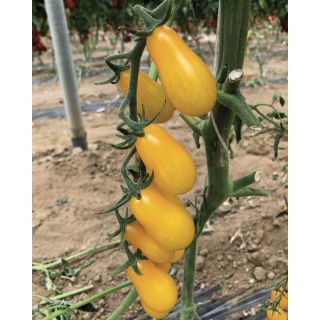 Compra TOMATE BIONDINO F1 Pildorado (1.000 Semillas) en la tienda online Fito Agrícola