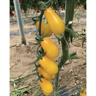 Compra TOMATE BIONDINO F1 Pildorado (1.000 Semillas) en la tienda online Fito Agrícola