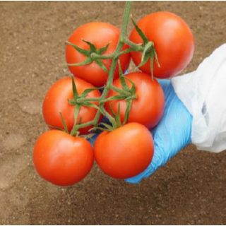 Compra TOMATE CABOSUR F1 Precisión (1.000 Semillas) en la tienda online Fito Agrícola