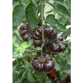 Compra TOMATE CASSIO F1 (1.000 Semillas) en la tienda online Fito Agrícola