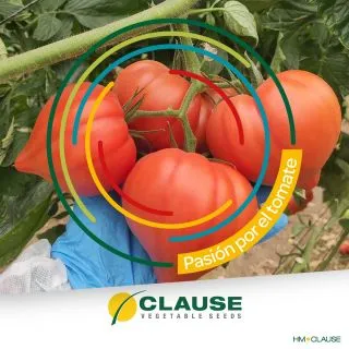 Compra TOMATE HMC 37961 F1 (1.000 Semillas) en la tienda online Fito Agrícola