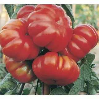 Compra TOMATE COSTOLUTO FIORENTINO Sel. Novoli Pildorado (5.000 Semillas). en la tienda online Fito Agrícola
