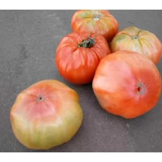 Compra TOMATE COVADONGA F1 (500 Semillas) en la tienda online Fito Agrícola