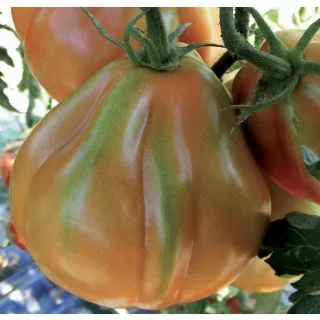 Compra TOMATE CUORBENGA F1 Pildorado (25.000 Semillas). en la tienda online Fito Agrícola