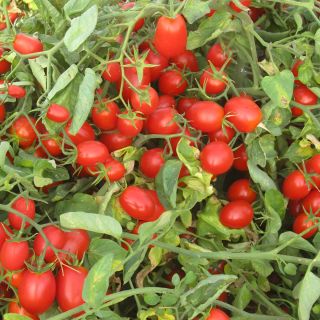 Compra TOMATE DATTERINO F1 (1.000 Semillas). en la tienda online Fito Agrícola