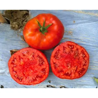 Compra TOMATE DECA F1 Pildorado (5.000 Semillas). en la tienda online Fito Agrícola