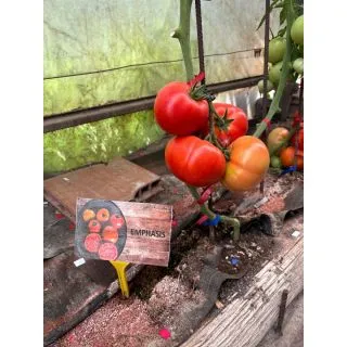 Compra TOMATE EMPHASIS F1 (1.000 Semillas) en la tienda online Fito Agrícola