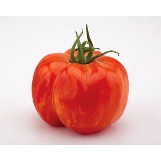 Compra TOMATE EASY TOM STRIPED F1 (1.000 Semillas). en la tienda online Fito Agrícola