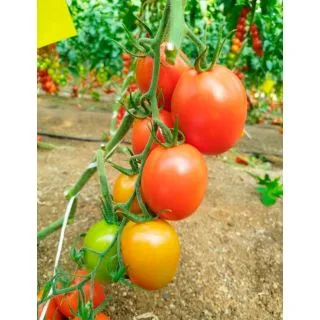 Compra TOMATE FERRERO F1 (1000 Semillas). en la tienda online Fito Agrícola