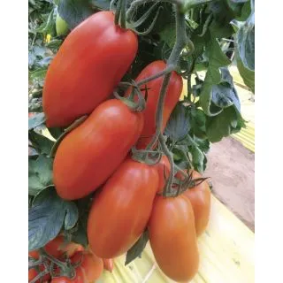 Compra TOMATE FIORELLA F1® (1.000 Semillas) en la tienda online Fito Agrícola