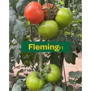 Compra TOMATE FLEMING F1 (1000 Semillas). en la tienda online Fito Agrícola