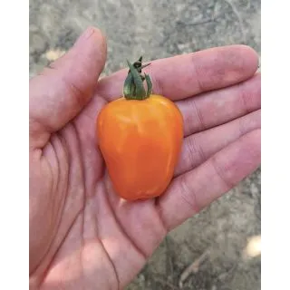 Compra TOMATE FTI 035 F1 Pildorado (1.000 Semillas). en la tienda online Fito Agrícola