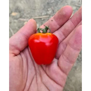 Compra TOMATE FTI 036 F1 Pildorado (1.000 Semillas). en la tienda online Fito Agrícola