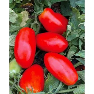 Compra TOMATE GRANDE F1 Pildorado (5.000 Semillas). en la tienda online Fito Agrícola