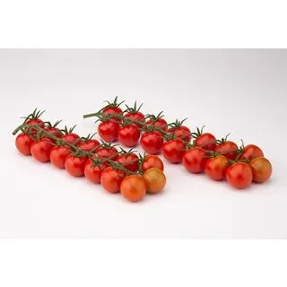 Compra TOMATE INTUITIVO F1 (1000 Semillas). en la tienda online Fito Agrícola