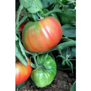 Compra TOMATE JUGO ROSA F-1 (1.000 Semillas) en la tienda online Fito Agrícola