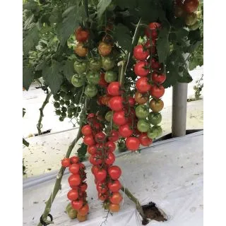 Compra TOMATE KERASINO F1 (1.000 Semillas) en la tienda online Fito Agrícola