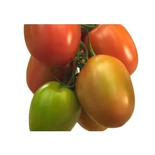 Compra TOMATE LAUREADE F1 (1000 Semillas). en la tienda online Fito Agrícola