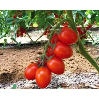 Compra TOMATE MABELL F1 Pildorado (1.000 Semillas) en la tienda online Fito Agrícola