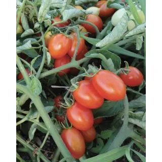 Compra TOMATE MANDURIO F1 (1.000 Semillas). en la tienda online Fito Agrícola