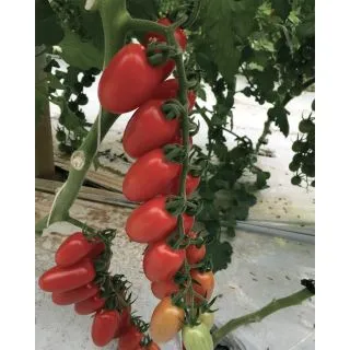 Compra TOMATE MARZEMINO F1 (1.000 Semillas). en la tienda online Fito Agrícola