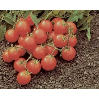Compra TOMATE MOLTENO F1 Pildorado (25.000 Semillas) en la tienda online Fito Agrícola