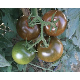 Compra TOMATE NERONDO F1 Pildorado (1.000 Semillas). en la tienda online Fito Agrícola
