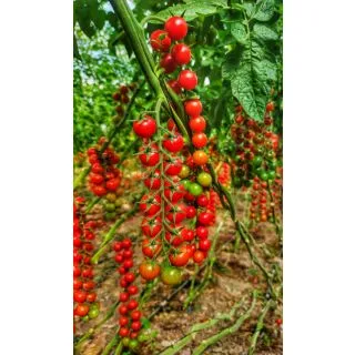 Compra TOMATE NICAREDDHU F1 (1.000 Semillas). en la tienda online Fito Agrícola