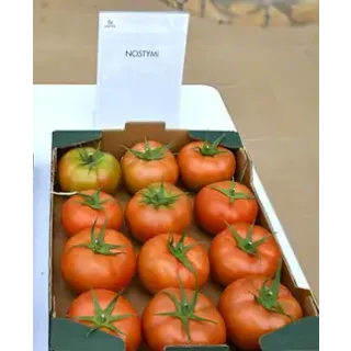 Compra TOMATE NOSTYMI F1 (1000 Semillas). en la tienda online Fito Agrícola