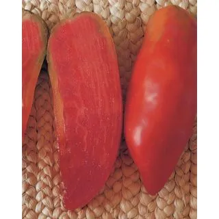 Compra TOMATE CORNO OR® (1.000 Semillas). en la tienda online Fito Agrícola
