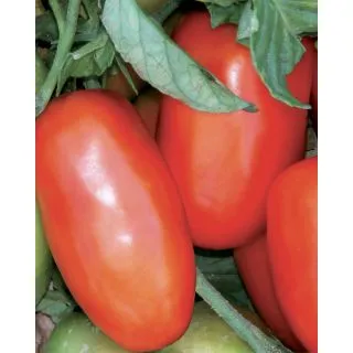 Compra TOMATE MISS BETTY F1 OR (1.000 Semillas). en la tienda online Fito Agrícola