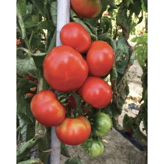 Compra TOMATE PATATARO OR Pildorado (5.000 Semillas). en la tienda online Fito Agrícola