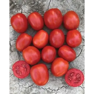 Compra TOMATE ORION SWR F1 Pildorado (25.000 Semillas). en la tienda online Fito Agrícola