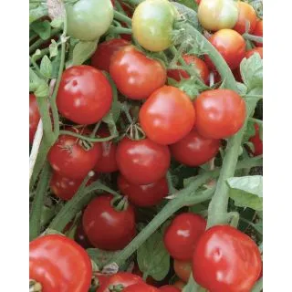 Compra TOMATE PATATARELLO F1 Pildorado (5.000 Semillas). en la tienda online Fito Agrícola