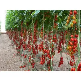 Compra TOMATE PENDRAGON (1000 Semillas). en la tienda online Fito Agrícola