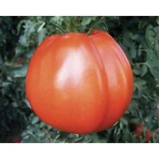 Compra TOMATE PERBRUZZO F1 (1.000 Semillas). en la tienda online Fito Agrícola