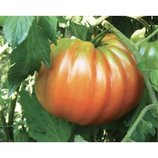 Compra TOMATE PERESISTO F1 Pildorado (5.000 Semillas). en la tienda online Fito Agrícola