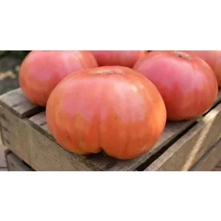 Compra TOMATE PONDEROSA Sel. Sorrento Pildorado (5.000 Semillas). en la tienda online Fito Agrícola