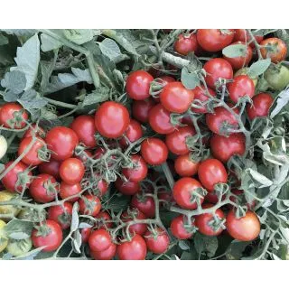 Compra TOMATE PRIMITIVO F1 Pildorado (5.000 Semillas). en la tienda online Fito Agrícola