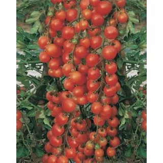 Compra TOMATE RED BUNCH F1 (1.000 Semillas). en la tienda online Fito Agrícola